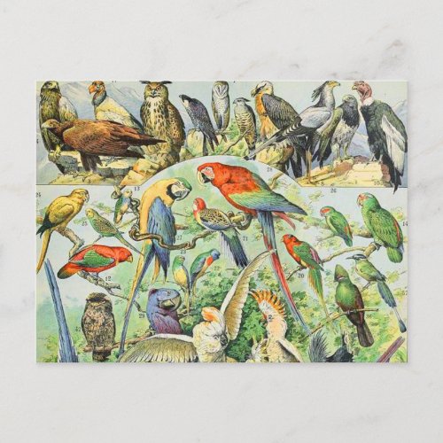 Adolphe Millot birds A Postcard