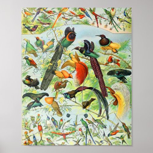Adolphe Millot birds B Poster
