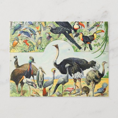 Adolphe Millot birds D Postcard