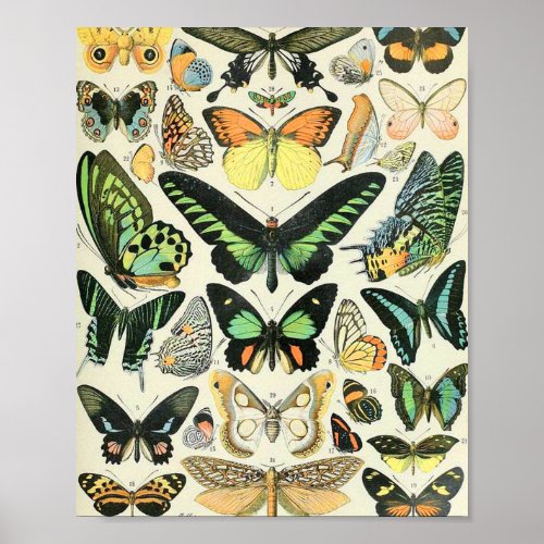 Adolphe Millot butterflies B Poster