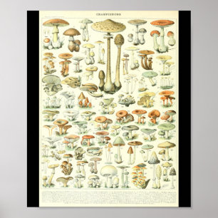Adolphe Millot Champignon B Mushrooms Chart