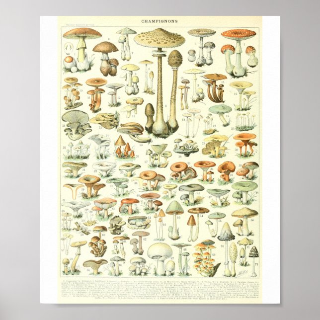 Adolphe Millot Champignon B Mushrooms Chart (Front)