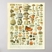 Adolphe Millot Champignon Mushroom Print