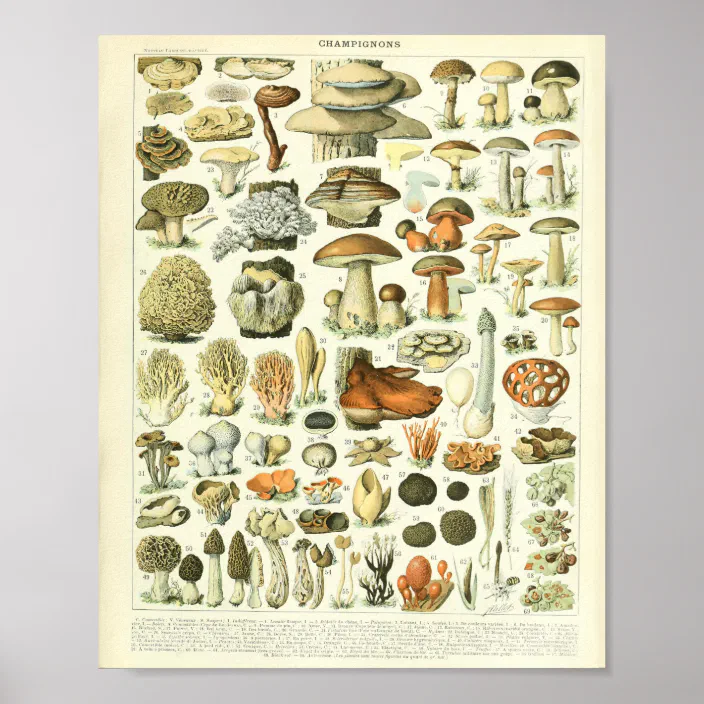 Adolphe Millot champignon Mushrooms Art Print LONG SLEEVED TEE T-SHIRT