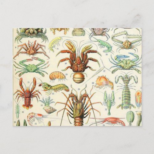 Adolphe Millot crustaces Postcard