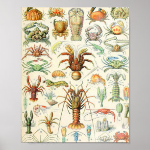 Adolphe Millot crustaces Poster