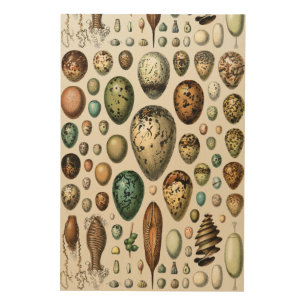 Adolphe Millot Dark Academia Vintage Bird Egg Art
