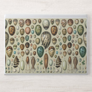 Adolphe Millot Dark Academia Vintage Bird Egg Art HP Laptop Skin
