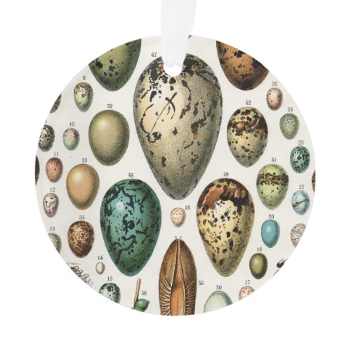 Adolphe Millot Dark Academia Vintage Bird Egg Art Ornament