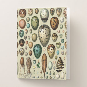 Adolphe Millot Dark Academia Vintage Bird Egg Art Pocket Folder
