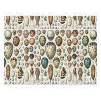 Adolphe Millot Dark Academia Vintage Bird Egg Art