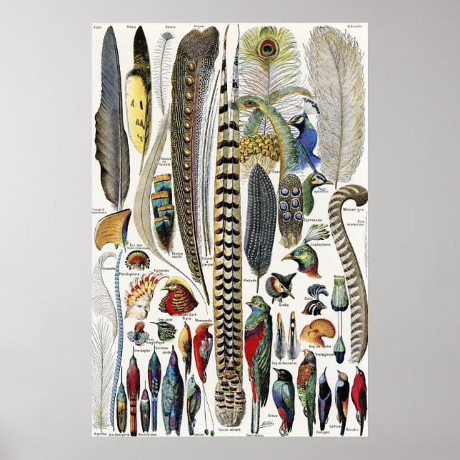 Adolphe Millot Dark Academia Vintage Bird Feather Poster (Front)