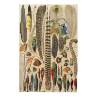 Adolphe Millot Dark Academia Vintage Bird Feather