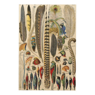 Adolphe Millot Dark Academia Vintage Bird Feather Wood Wall Art