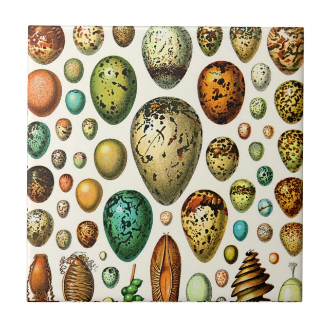 Adolphe Millot Egg Ceramics Tile (Front)