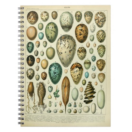 Adolphe Millot Eggs Pattern Notebook