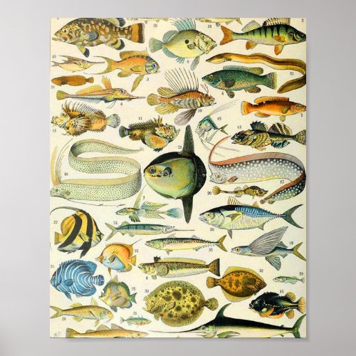 Adolphe Millot fish A Poster