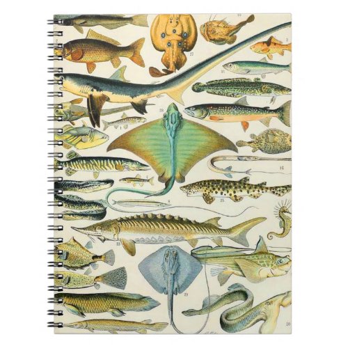 Adolphe Millot fish B Notebook