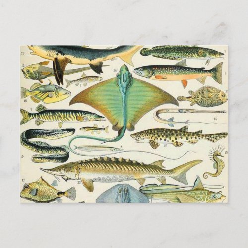 Adolphe Millot fish B Postcard