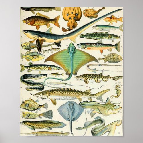 Adolphe Millot fish B Poster