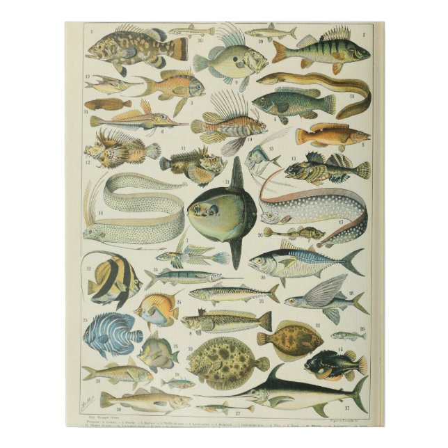 Adolphe Millot Fish Pattern-A Faux Canvas Print (Front)