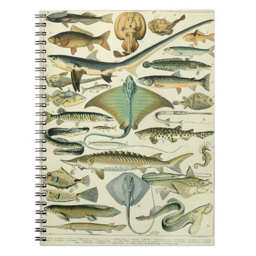 Adolphe Millot Fish Pattern_A Notebook