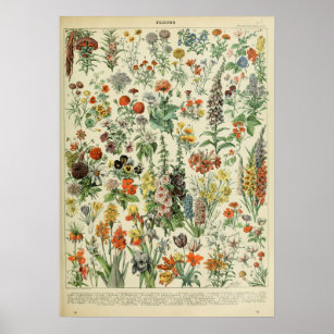 Adolphe Millot Fleurs Poster