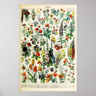 Adolphe Millot Floral Illustration Art Print