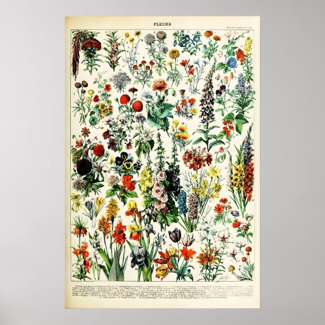 Adolphe Millot Floral Illustration Art Print (Front)