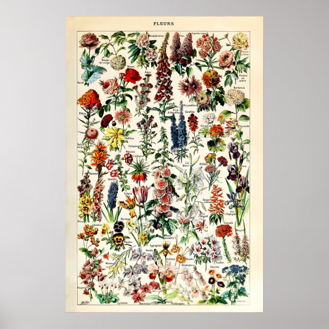 Adolphe Millot Floral Illustration Art Print (Front)