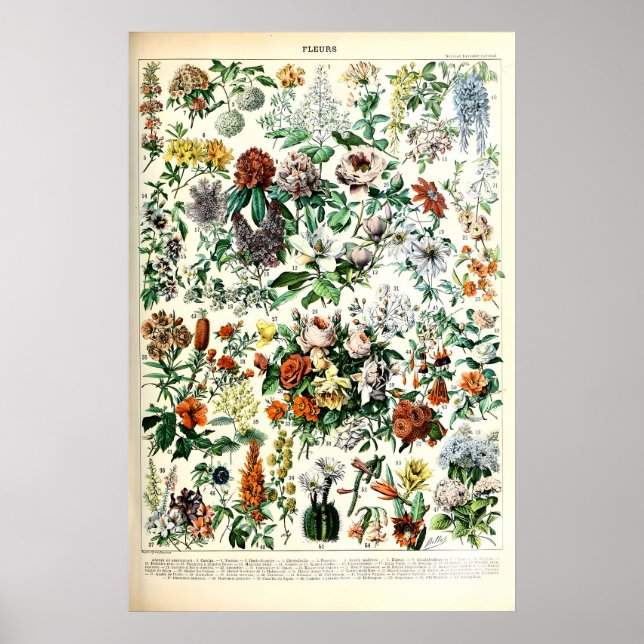 Adolphe Millot Floral Illustration Art Print (Front)