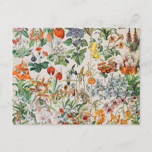 Adolphe Millot flowers D Postcard