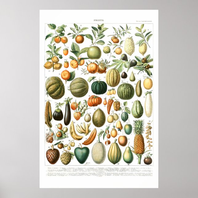 Adolphe Millot Fruits Poster (Front)