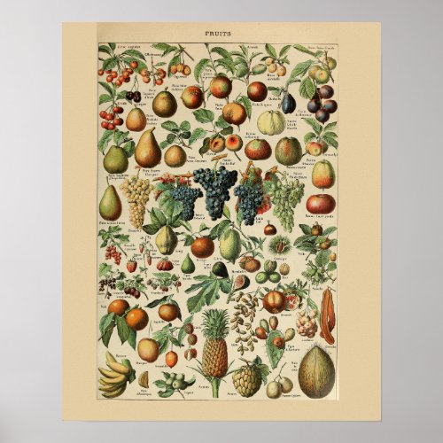Adolphe Millot Fruits Print Poster