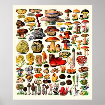 Adolphe Millot ~ Fungi Poster by OldArtReborn at Zazzle