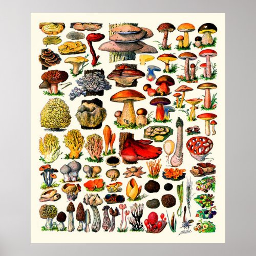 Adolphe Millot  Fungi Poster
