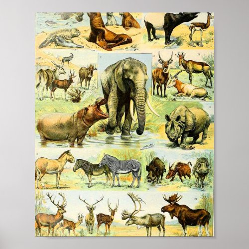 Adolphe Millot mammals B Poster