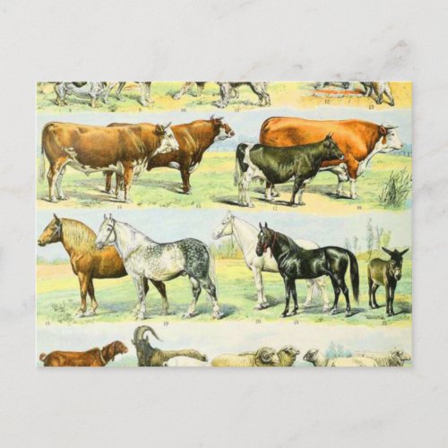 Adolphe Millot mammals D Postcard