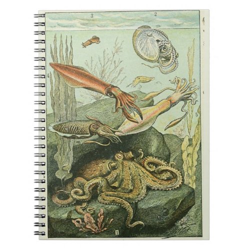 Adolphe Millot Molluscs Pattern_A Notebook