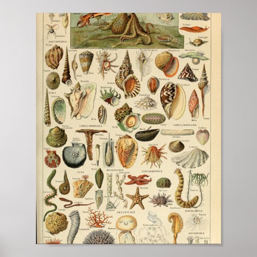 Adolphe Millot Mollusques Pour Tous Poster