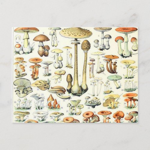 Adolphe Millot mushroom B Postcard