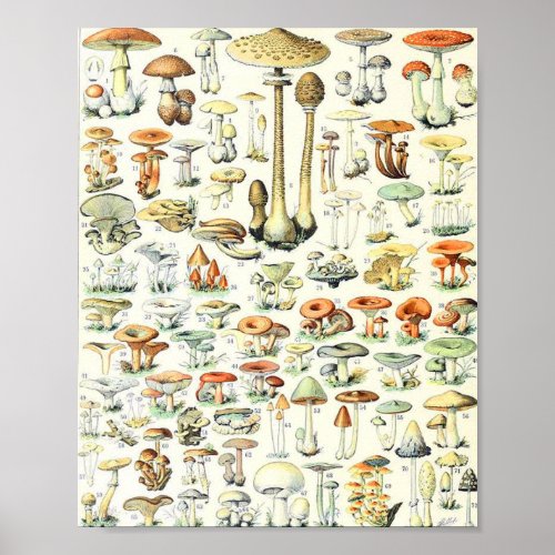 Adolphe Millot mushroom B Poster