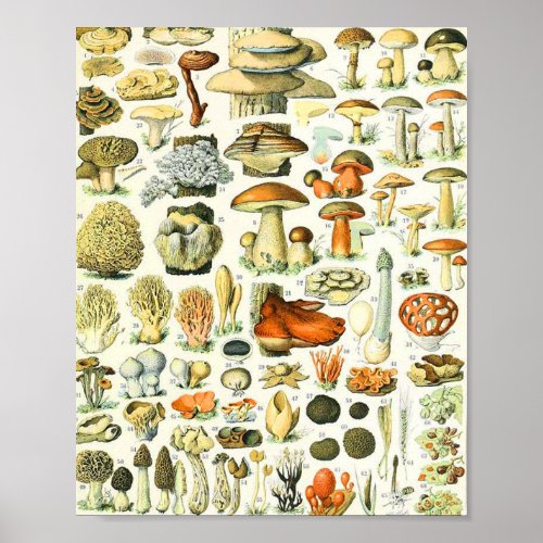 Adolphe Millot mushroom Poster