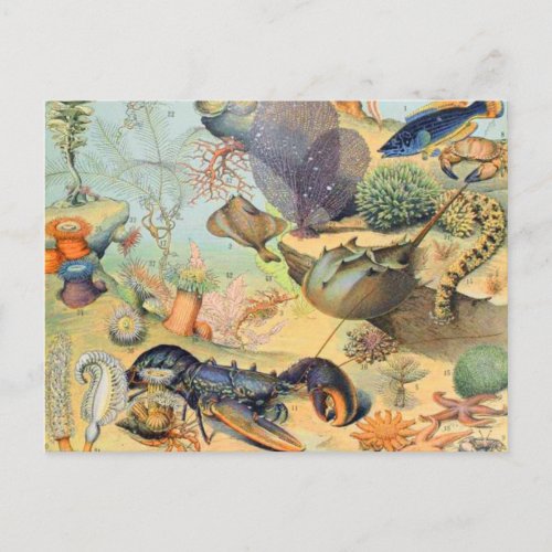Adolphe Millot ocean B Postcard