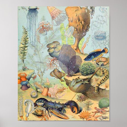 Adolphe Millot ocean B Poster