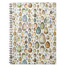 Adolphe Millot Ouefs Eggs