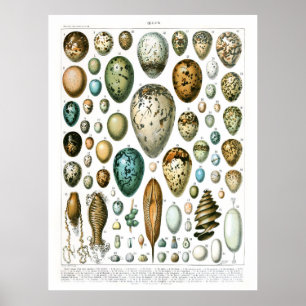 Adolphe Millot Ouefs Eggs Poster