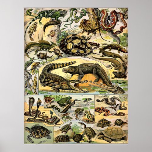 Adolphe Millot Reptiles Poster