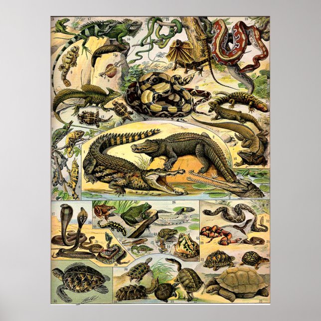 Adolphe Millot Reptiles Poster (Front)
