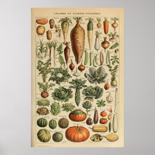 Adolphe Millot Vegetable Illustration Poster